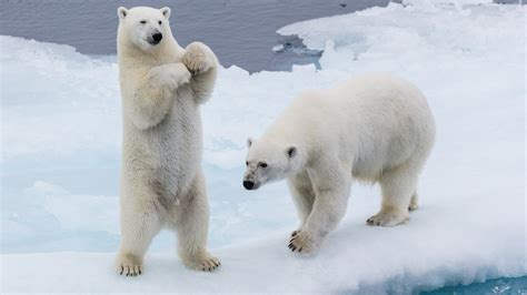 Polar Bear In Arctic Ocean 8k Ultra Hd Wallpaper Hd Wallpapers