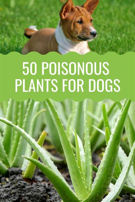 50 Poisonous Plants For Dogs Plants Toxic To Dogs Poisonous Plants