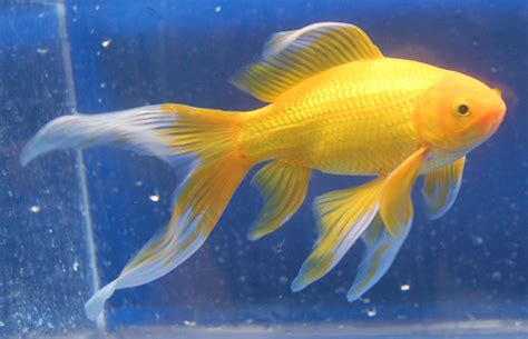 Goldfish Yellow Comet Goldfish Comet Goldfish Pet Fish