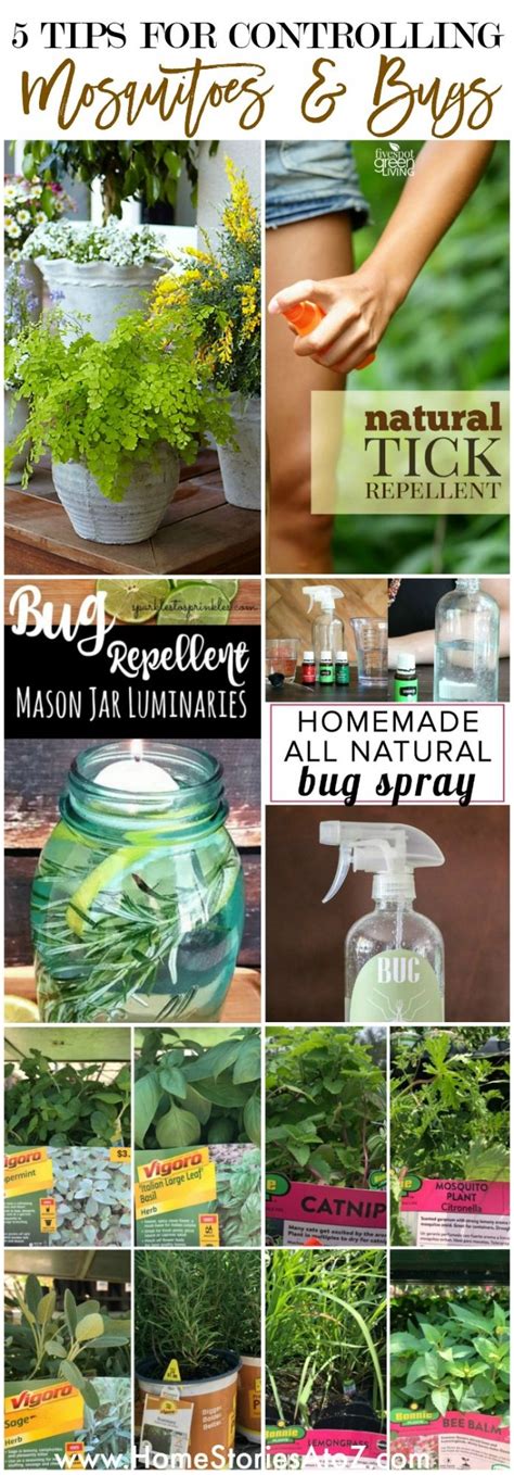 Those scents include citronella, peppermint, basil, garlic, lemon balm, lavender, marigold, catnip, rosemary and eucalyptus. 5 Tips for Controlling Mosquitoes & Bugs This Summer | Mosquito bug, Mosquito plants, Homemade ...