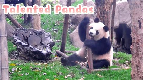 Pandas Are Full Of Talents Ipanda Youtube