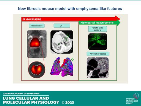 Indocyanine Enhanced Mouse Model Of Bleomycin Induced Lung Fibrosis