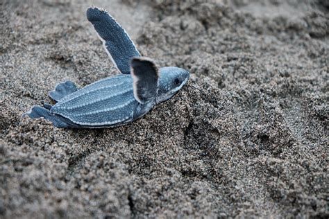 A Blue Sea Turtle · Free Stock Photo