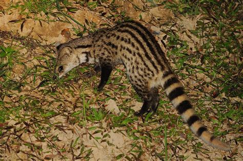 Small Indian Civet Viverricula Indica