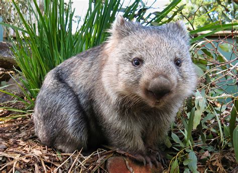 Tasmania Is Currently Looking For A Chief Wombat Cuddler