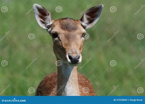 Female Sika Deer On A Background Of Green Meadows Stock Image Image