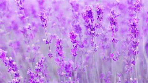 Purple Lavender Flowers Field Blur Background Hd Flowers Wallpapers