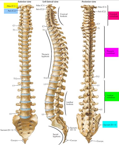 Vertebral Column Anatomy Vertebrae Anatomy Spine Anatomy Spinal My
