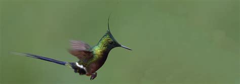 Peru Birding Tour Rockjumper Birding Tours
