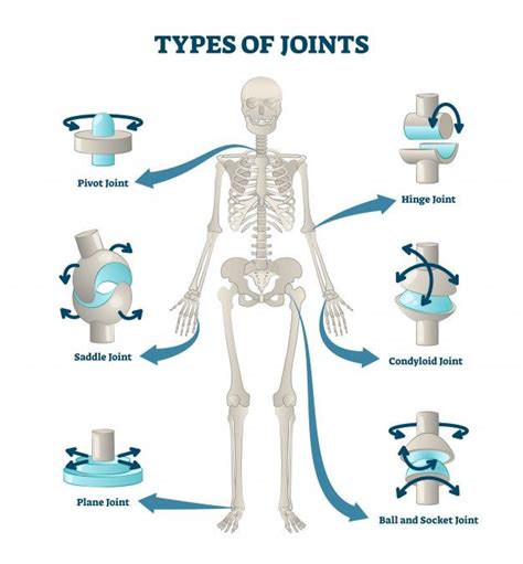 Drawing Body Proportions Body Drawing Synovial Joint Types Of Bones Human Digestive System