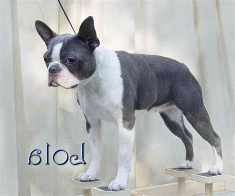 Boston terriers, or bostons, are small, compact dogs that have erect ears and a short tail. Blue Boston Terrier Cost | PETSIDI