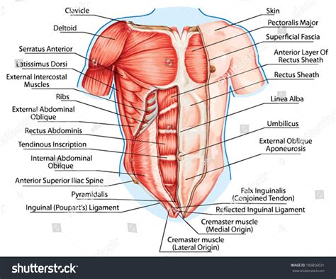 By convention, the abdominal exam is performed with the compared to the cardiac and pulmonary exams, auscultation of the abdomen has a relatively minor role. Pectoralis Major Muscle Muscles Chest Thorax Stock Vector ...