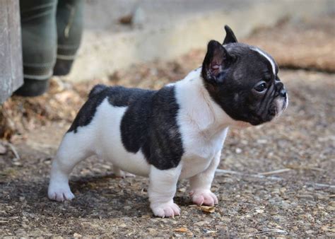 Five 5 Fun Facts About French Bulldogs Bluestar Frenchie French