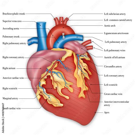 Diagram Of Human Heart Anatomy Vector Illustration Stock Vector