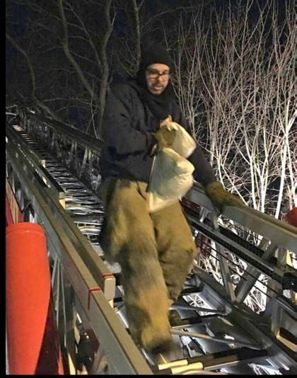 Here Kitty Kitty Dc Firefighters Rescue Cat That Got Stuck In A