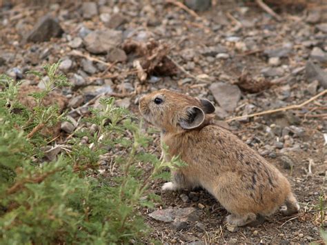 Mongolian Mammals Squirrels Rodents Hamsters Pikas Voles Etc