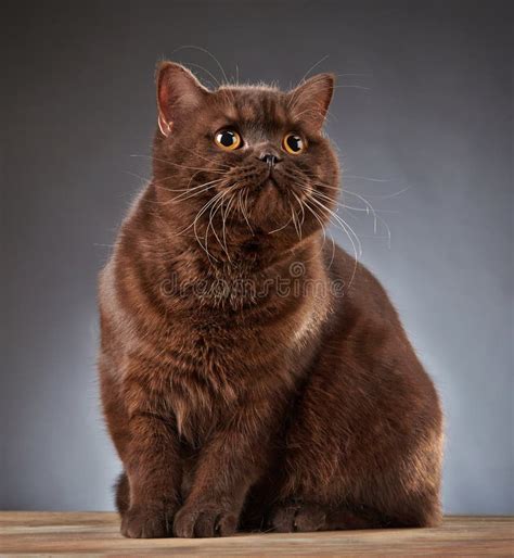 Brown Cat British Shorthair Stock Photo Image Of Yellow Gray 13712626
