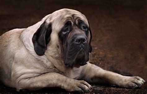 Mastiff 101 What Is An English Mastiff And Why It Matters Big Dog