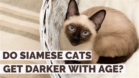 Do Siamese Cats Get Darker With Age 4 Deciding Factors Explained
