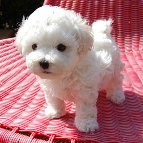 17 Best images about Puppies on Pinterest | Pets, Toy ...