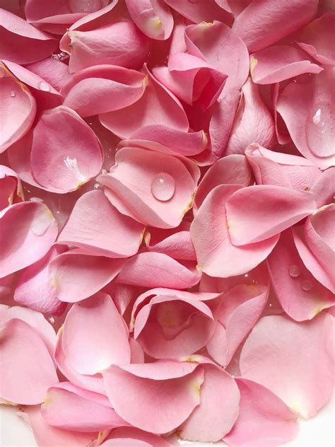 Download Solid Pastel Color Pink Flower Petals Wallpaper