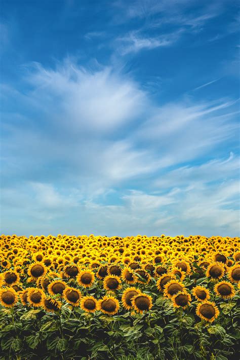 Yellow Sunflower Field Under Blue Sky And White Clouds · Free Stock Photo