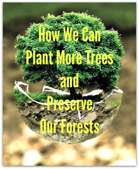 How We Can Plant More Trees And Preserve Our Forests Plus Infographic
