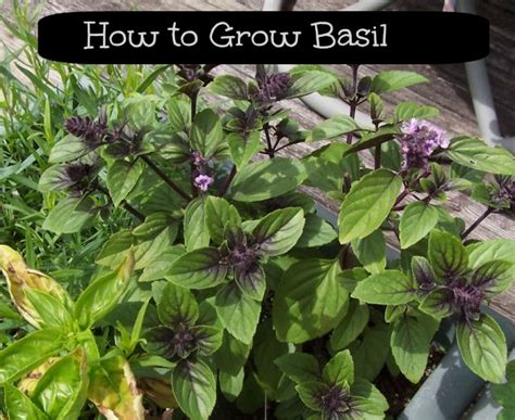 Growing Basil Learn How To Grow It Easily Annual