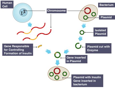 There are many ways you can genetically modify something. IGCSE Biology 2017: 5.16: Understand that the Term Transgenic Means the Transfer of Genetic ...