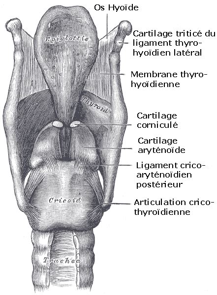 Gray Cartilages Larynx Vue Post Rieure Larynx Wikip Dia
