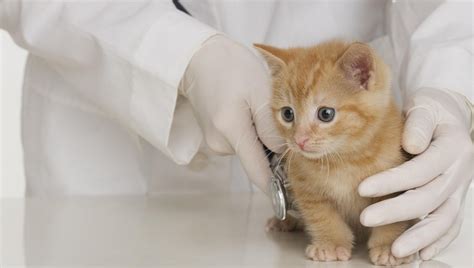 Induce mild clinical signs in cats. Bordetella Vaccine For Cats: Uses, Doses, & Side Effects ...