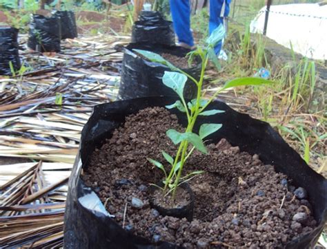 Tanaman aromatik yang cocok ditempatkan di dapur. Cara Menanam Cabe Merah Di Polybag - BibitBunga.com