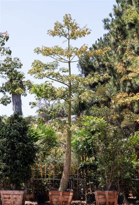 Silk Floss Tree Ceiba Speciosa Jj Growers Nursery
