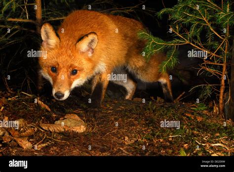 Red Fox Vulpes Vulpes Hunting At Night Stock Photo Royalty Free