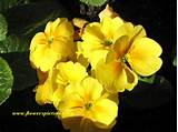 Yellow Primrose Flower