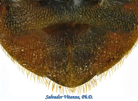 Hemiptera Heteroptera Cimicidae Cimex Lectularius Common Bed Bug G