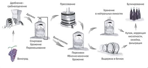 Организуем собственный винзавод: виноделия в промышленных масштабах