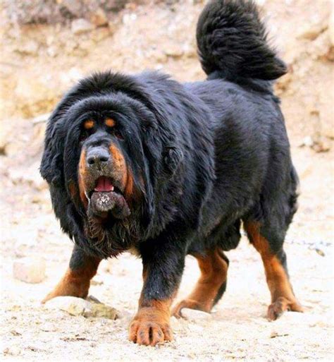 Tibetan Mastiff Cães Pinterest Cão