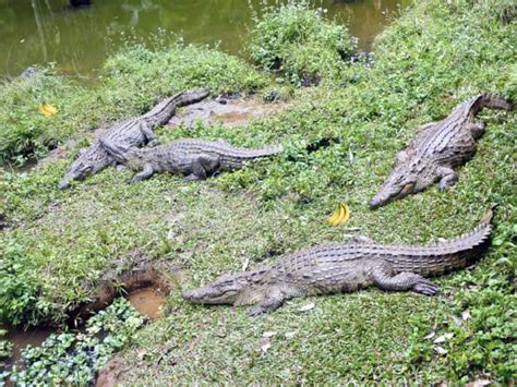Crocodiles Alligators Eat Fruits Say Biologists Scinews