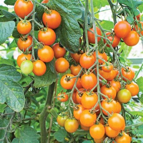 Sun Gold Cherry Tomato Plant Access Acres