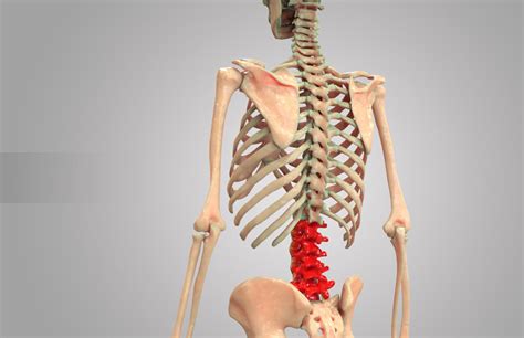 10 esercizi per mal di schiena. Ernia del Disco Lombare L4-L5 o L5-S1 Sintomi e Cure - Dr ...