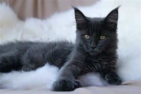 Black Maine Coon An Exotic Rare Cat Breed Guide Pets Nurturing