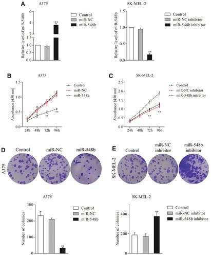 Mir 548b Suppresses Melanoma Cell Growth Migration And Invasion By