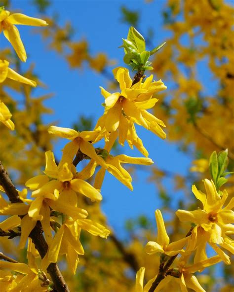 Yellow flowering bush flowering bushes lilac bushes gardening zones texas gardening organic gardening indoor gardening planting shrubs for landscaping. 11 Stunning Yellow Flowering Bushes & Shrubs (low ...