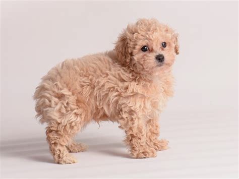 How Much Are Apricot Toy Poodles