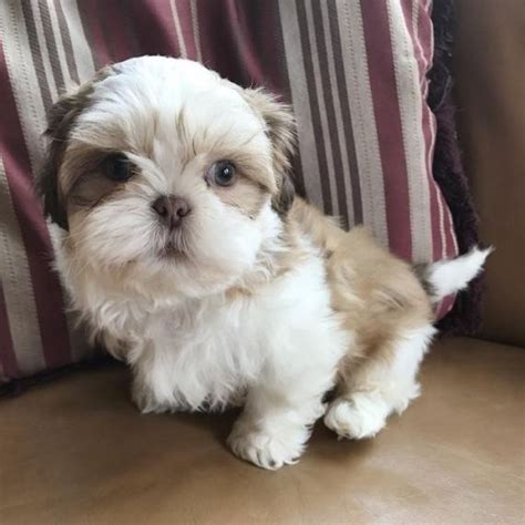 This bouncing litter of bostons are looking for their new best friend! Shih Tzu Puppies For Sale | New York, NY #199042 | Petzlover