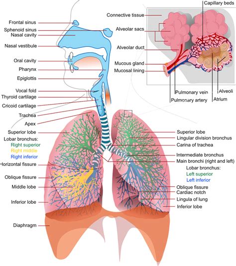 Respiratory System Diagram Respiratory Therapy