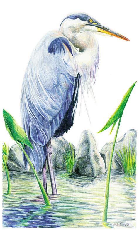 Great Blue Heron Heron Art Bird Drawings Bird Art