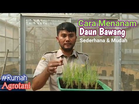 Cara menanam bawang merah dengan benar dan akan memberikan untung yang melimpah, untuk itu anda harus membaca artikel ini sampai selesai. Cara Menanam Daun Bawang di Polybag, Mudah dan Sederhana ...