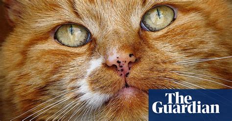 Readers Prize Winning Pictures Of Cats Life And Style The Guardian